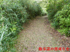 2022-08・13　散歩道の草刈りを・・・ (2).JPG