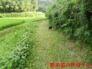 2022-08・13　散歩道の草刈りを・・・ (6).JPG