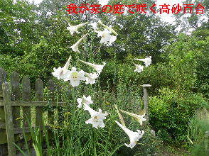 2022-08・20　我が家の庭で咲く高砂百合・・・ (1).JPG