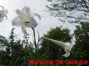 2022-08・20　我が家の庭で咲く高砂百合・・・ (3).JPG
