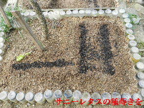 2022-09・29　我が家の菜園模様・・・ (1).JPG