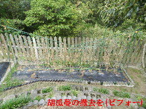 2022-09・29　我が家の菜園模様・・・ (5).JPG