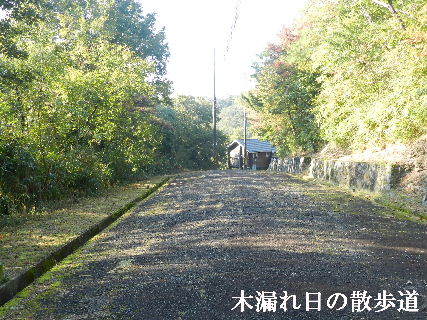 2022-10・23　木漏れ日の散歩道 (2).JPG