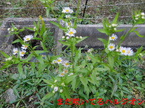 2022-12・05　散歩道脇で咲く花 (1).JPG