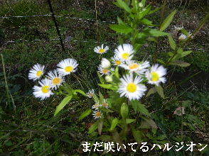 2022-12・05　散歩道脇で咲く花 (3).JPG
