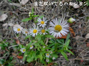 2022-12・05　散歩道脇で咲く花 (4).JPG
