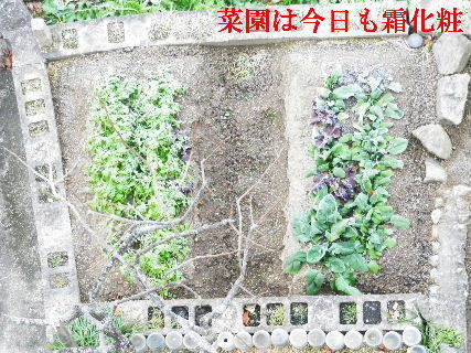 2022-12・28　我が家の菜園は霜化粧・・・ (3).JPG