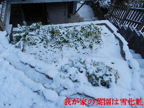2023-01・25　我が家の菜園は雪化粧・・・ (5).JPG