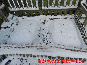 2023-01・25　我が家の菜園は雪化粧・・・ (6).JPG