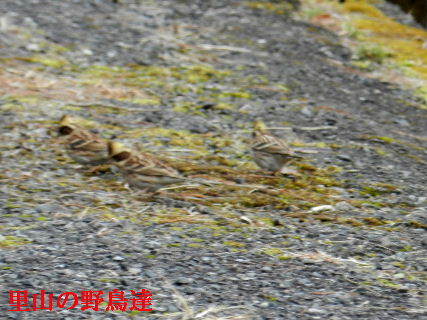 2023-02・02　里山の野鳥達・・・ (1).JPG