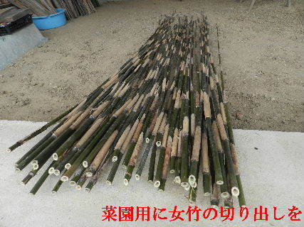 2023-02・06　菜園用女竹の切り出しを (2).JPG