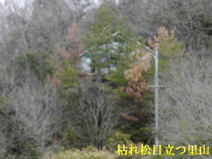 2023-02・16　枯れ松目立つ里山 (1).JPG