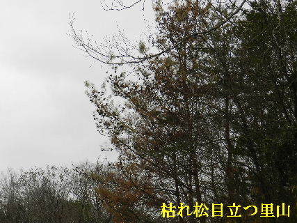 2023-02・16　枯れ松目立つ里山 (2).JPG