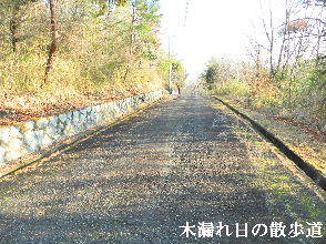 2023-02・25　木漏れ日の散歩道・・・ (1).JPG