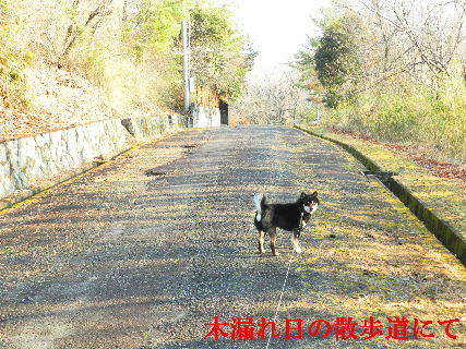 2023-02・25　木漏れ日の散歩道・・・ (2).JPG