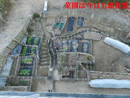 2023-02・28　霜化粧の菜園・・・ (1).JPG