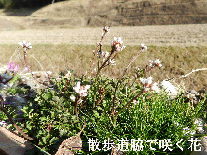 2023-03・02　散歩道脇で咲く花・・・ (1).JPG
