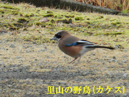 2023-03・02　里山の野鳥達・・・ (2).JPG