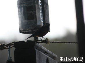 2023-03・03　里山の野鳥達・・・ (6).JPG