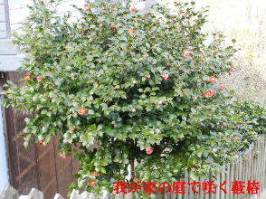 2023-03・08　我が家の庭で咲く藪椿 (1).JPG