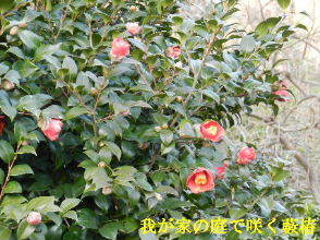 2023-03・08　我が家の庭で咲く藪椿 (2).JPG