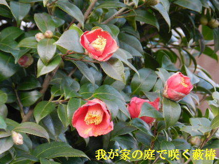 2023-03・08　我が家の庭で咲く藪椿 (3).JPG