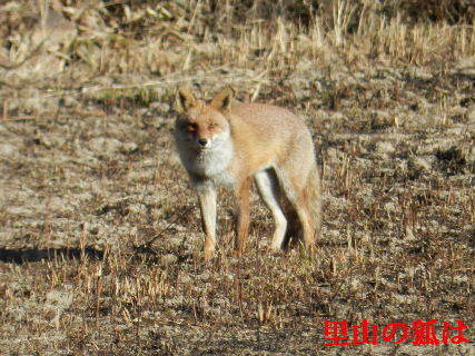 2023-03・15　里山の狐.JPG