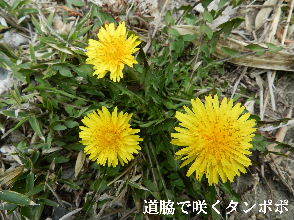 2023-03・16　散歩道脇で咲く花 (1).JPG