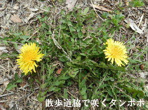2023-03・16　散歩道脇で咲く花 (2).JPG