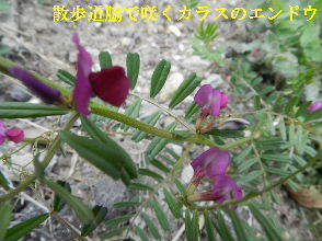 2023-03・16　散歩道脇で咲く花 (3).JPG