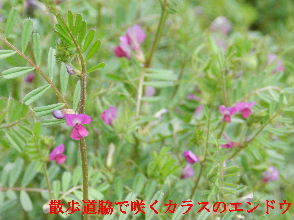 2023-03・16　散歩道脇で咲く花 (4).JPG