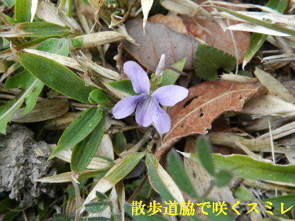 2023-03・16　散歩道脇で咲く花 (5).JPG