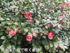 2023-03・18　我が家の庭で咲く椿・・・ (1).JPG