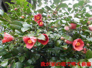 2023-03・18　我が家の庭で咲く椿・・・ (2).JPG