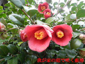 2023-03・18　我が家の庭で咲く椿・・・ (3).JPG