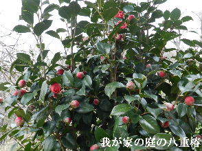 2023-03・18　我が家の庭で咲く椿・・・ (5).JPG