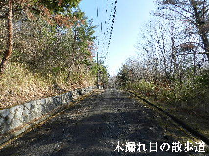 2023-03・19　木漏れ日の散歩道.JPG