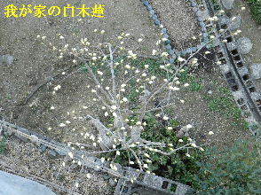 2023-03・20　我が家の庭で咲く花・・・ (1).JPG