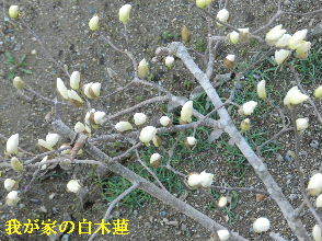 2023-03・20　我が家の庭で咲く花・・・ (2).JPG