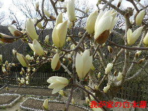 2023-03・20　我が家の庭で咲く花・・・ (6).JPG
