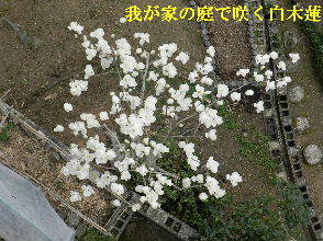 2023-03・23　我が家の庭で咲く花達・・・ (1).JPG