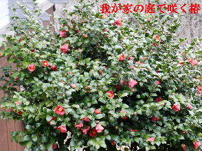 2023-03・23　我が家の庭で咲く花達・・・ (3).JPG