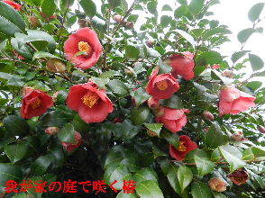 2023-03・23　我が家の庭で咲く花達・・・ (4).JPG