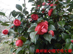 2023-03・23　我が家の庭で咲く花達・・・ (6).JPG