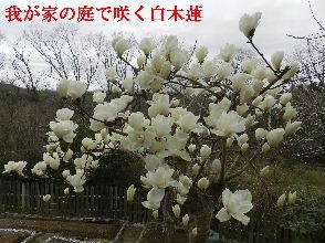 2023-03・23　我が家の庭で咲く花達・・・ (8).JPG