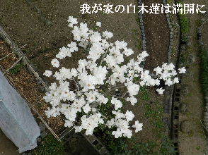 2023-03・24　我が家の庭で咲く花・・・ (1).JPG