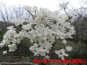 2023-03・24　我が家の庭で咲く花・・・ (5).JPG