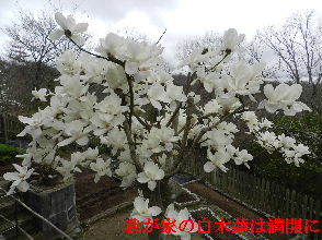 2023-03・24　我が家の庭で咲く花・・・ (6).JPG