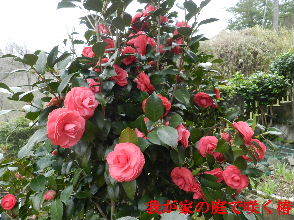 2023-03・25　我が家の庭で咲く花・・・ (3).JPG