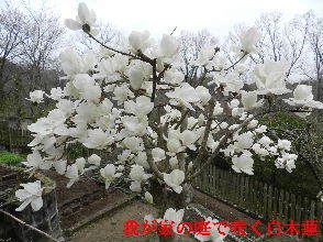 2023-03・25　我が家の庭で咲く花・・・ (4).JPG